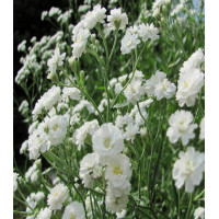 Гипсофила метельчатая махровая белая