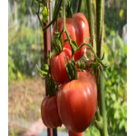 Томат Роузи Томат Роузи