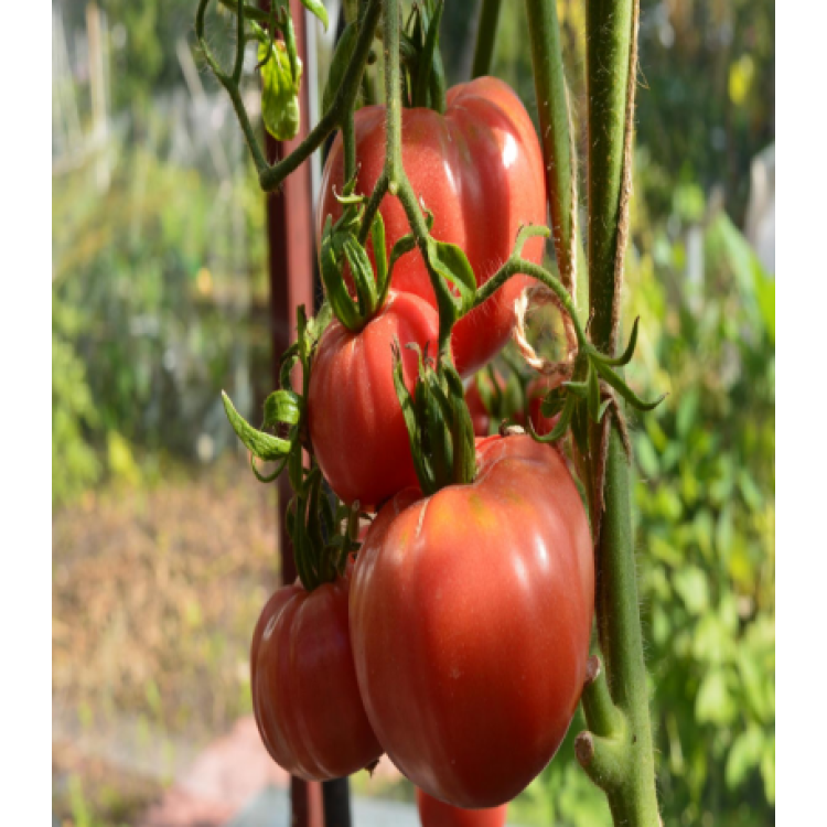 Томат Роузи Томат Роузи