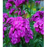 Гвоздика Фиолетовая гора турецкая Гвоздика Фиолетовая гора турецкая