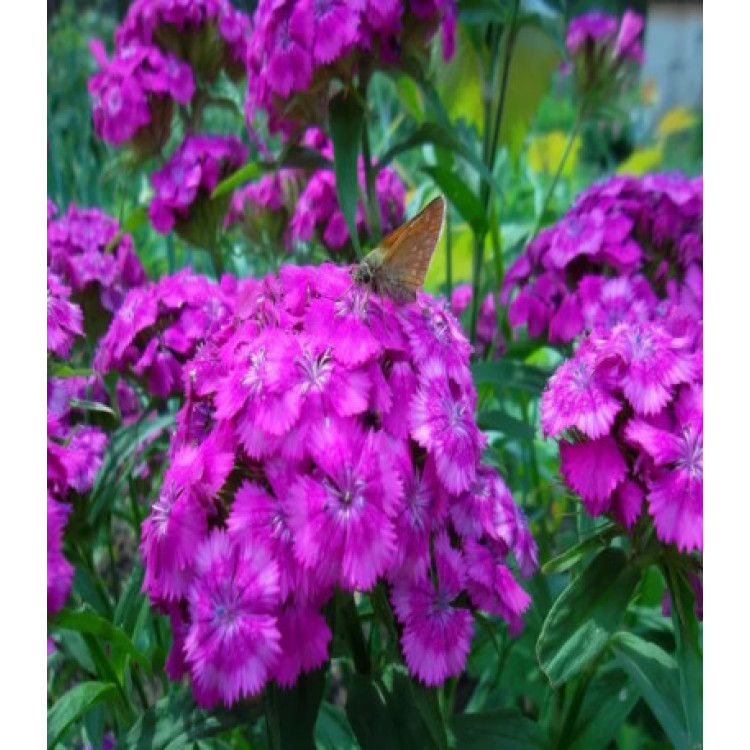 Гвоздика Фиолетовая гора турецкая Гвоздика Фиолетовая гора турецкая