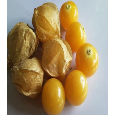 Физалис Лакомка