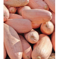 Тыква Розовый банан