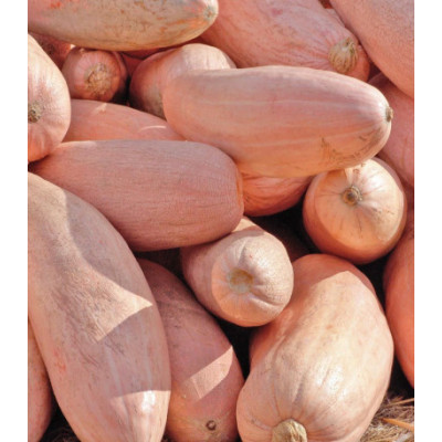 Тыква Розовый банан