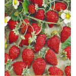 Земляника альпийская Мечта Земляника альпийская Мечта