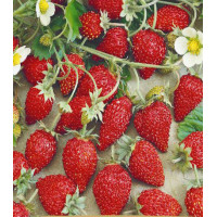 Земляника альпийская Мечта