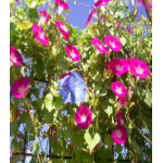 Ипомея Розовое Мерцание Ипомея Розовое Мерцание