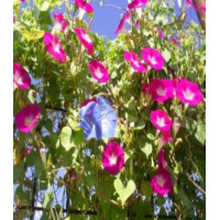 Ипомея Розовое Мерцание
