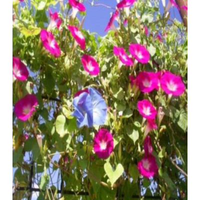 Ипомея Розовое Мерцание