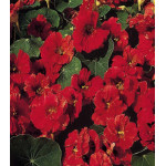 Настурция Впечатление кустовая Настурция Впечатление кустовая