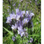 Фацелия Рязанская Фацелия Рязанская