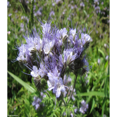 Фацелия Рязанская