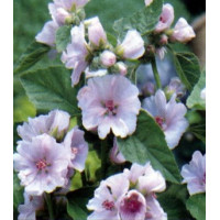 Алтей лекарственный Целитель