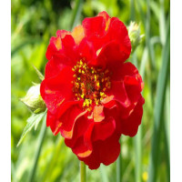 Гравилат Риголетто