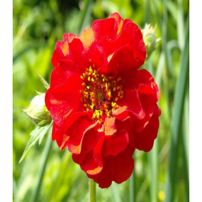 Гравилат Риголетто