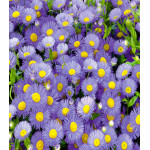 Астра Альпийская Голубая Астра Альпийская Голубая