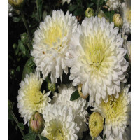Хризантема Белоснежка
