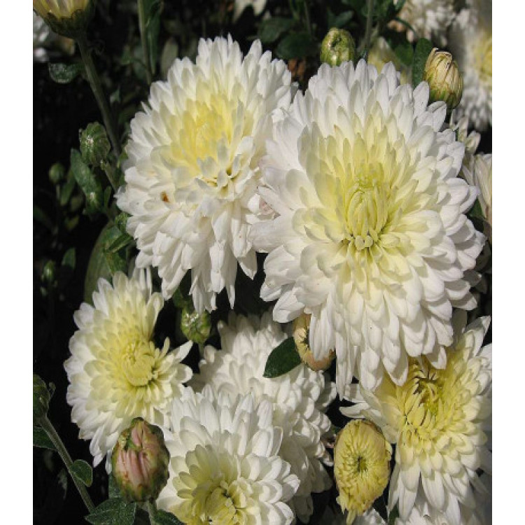 Хризантема Белоснежка Хризантема Белоснежка