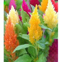 Целозия перистая Павлин