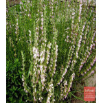 Иссоп лекарственный Иней Иссоп лекарственный Иней