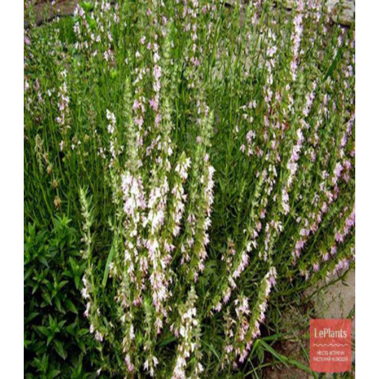 Иссоп лекарственный Иней Иссоп лекарственный Иней