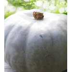 Тыква Сахарная голова F1 Тыква Сахарная голова F1