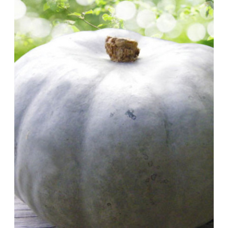Тыква Сахарная голова F1 Тыква Сахарная голова F1