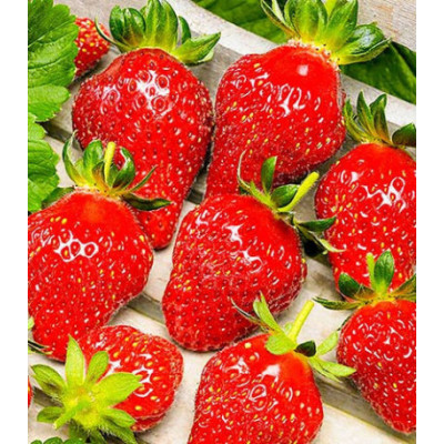 Земляника Вкуснятина F1