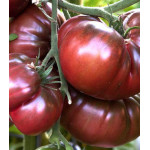 Томат Шоколадное чудо Томат Шоколадное чудо