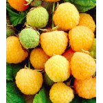 Малина Желтая ягодка Малина Желтая ягодка