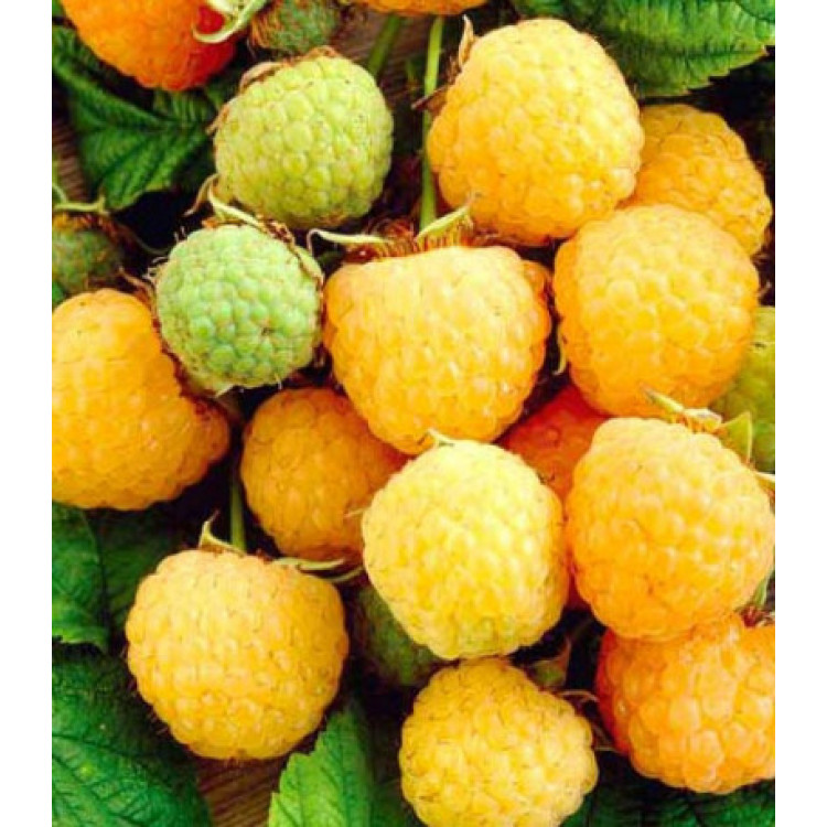 Малина Желтая ягодка Малина Желтая ягодка