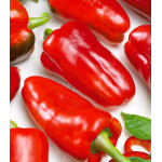 Перец сладкий Новосибирский Перец сладкий Новосибирский