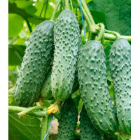 Огурец Кураж F1