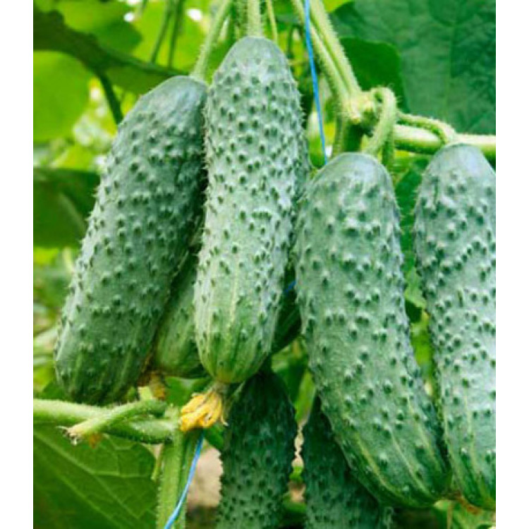 Огурец Кураж F1 Огурец Кураж F1