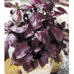 Базилик Карлик фиолетовый Базилик Карлик фиолетовый