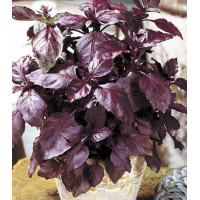 Базилик Карлик фиолетовый
