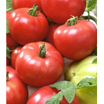 Томат Адамово яблоко Томат Адамово яблоко