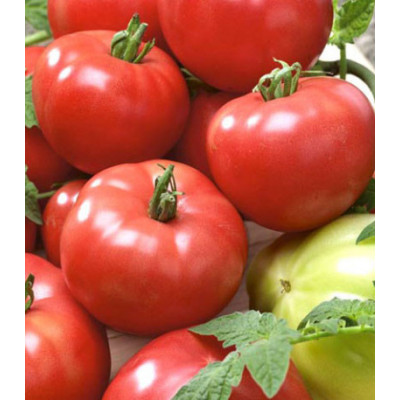 Томат Адамово яблоко