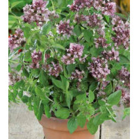 Душица обыкновенная Надежда