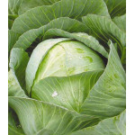 Капуста белокочанная Сибирячка 60 Капуста белокочанная Сибирячка 60