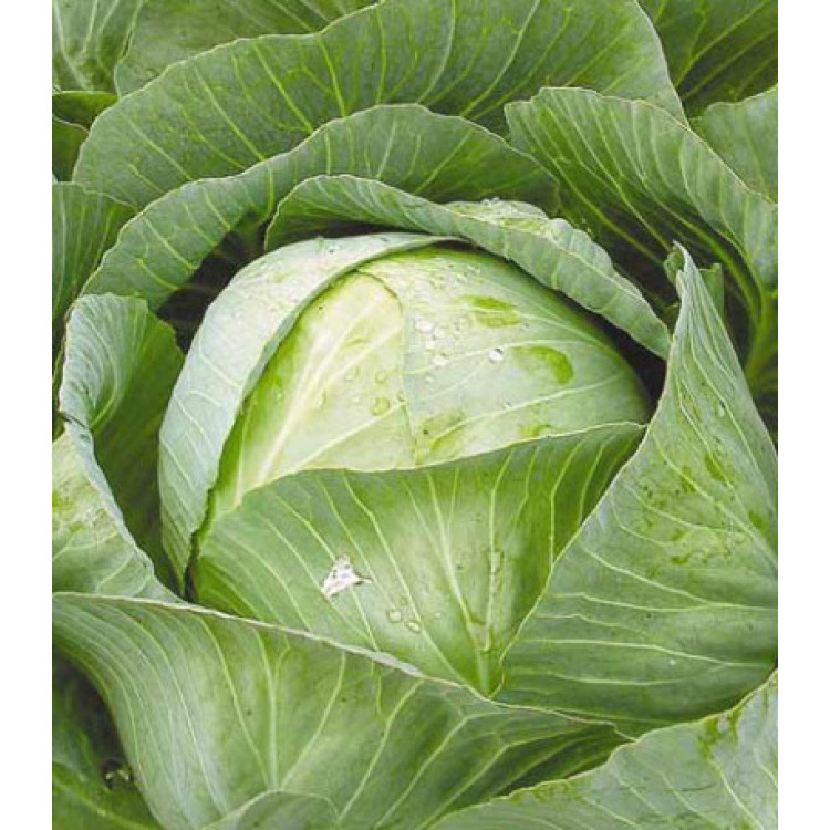 Капуста белокочанная Сибирячка 60 Капуста белокочанная Сибирячка 60