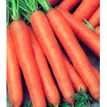 Морковь гранулированная бессерцевинная Лонге Роте Морковь гранулированная бессерцевинная Лонге Роте