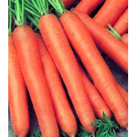 Морковь гранулированная бессерцевинная Лонге Роте