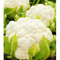 К��пуста цветная Старгейт F1