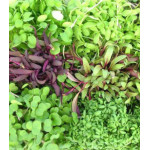 Микрозелень Пикантная Микрозелень Пикантная