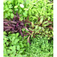 Микрозелень Пикантная