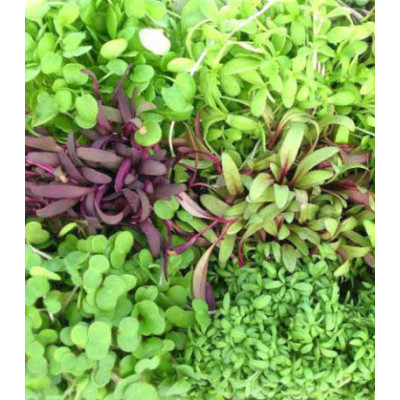 Микрозелень Пикантная