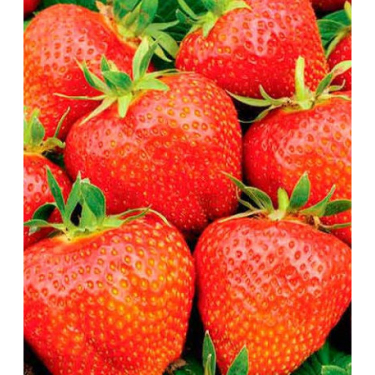 Земляника крупноплодная Гигантелла Земляника крупноплодная Гигантелла