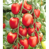 Томат Черри-Оливка