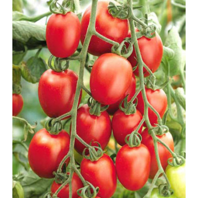 Томат Черри-Оливка